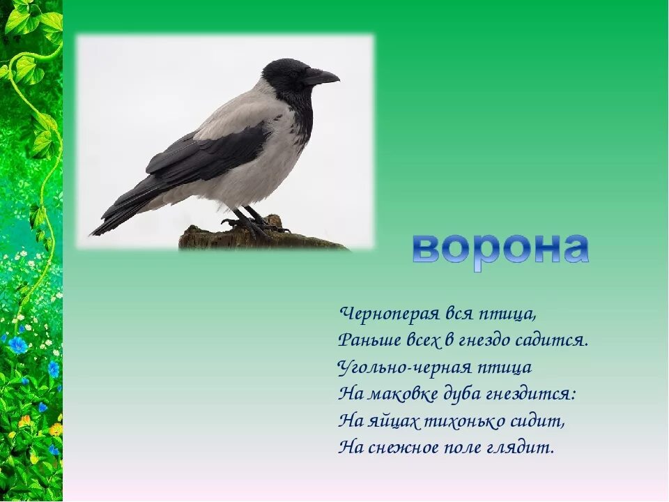 Загадки про птиц. Загадки про птиц для детей. Загадки про птиц для дошкольников. Стихи про птиц. Загадка с ответом птица