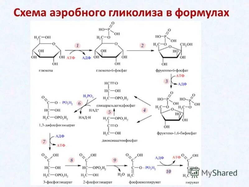 Анаэробный этап гликолиза. Схема анаэробного гликолиза биохимия. Аэробный гликолиз формула. Окисление Глюкозы в анаэробном гликолизе. Аэробный распад Глюкозы биохимия.