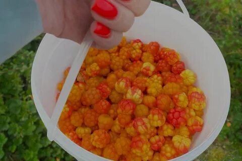 Программа морошка янао