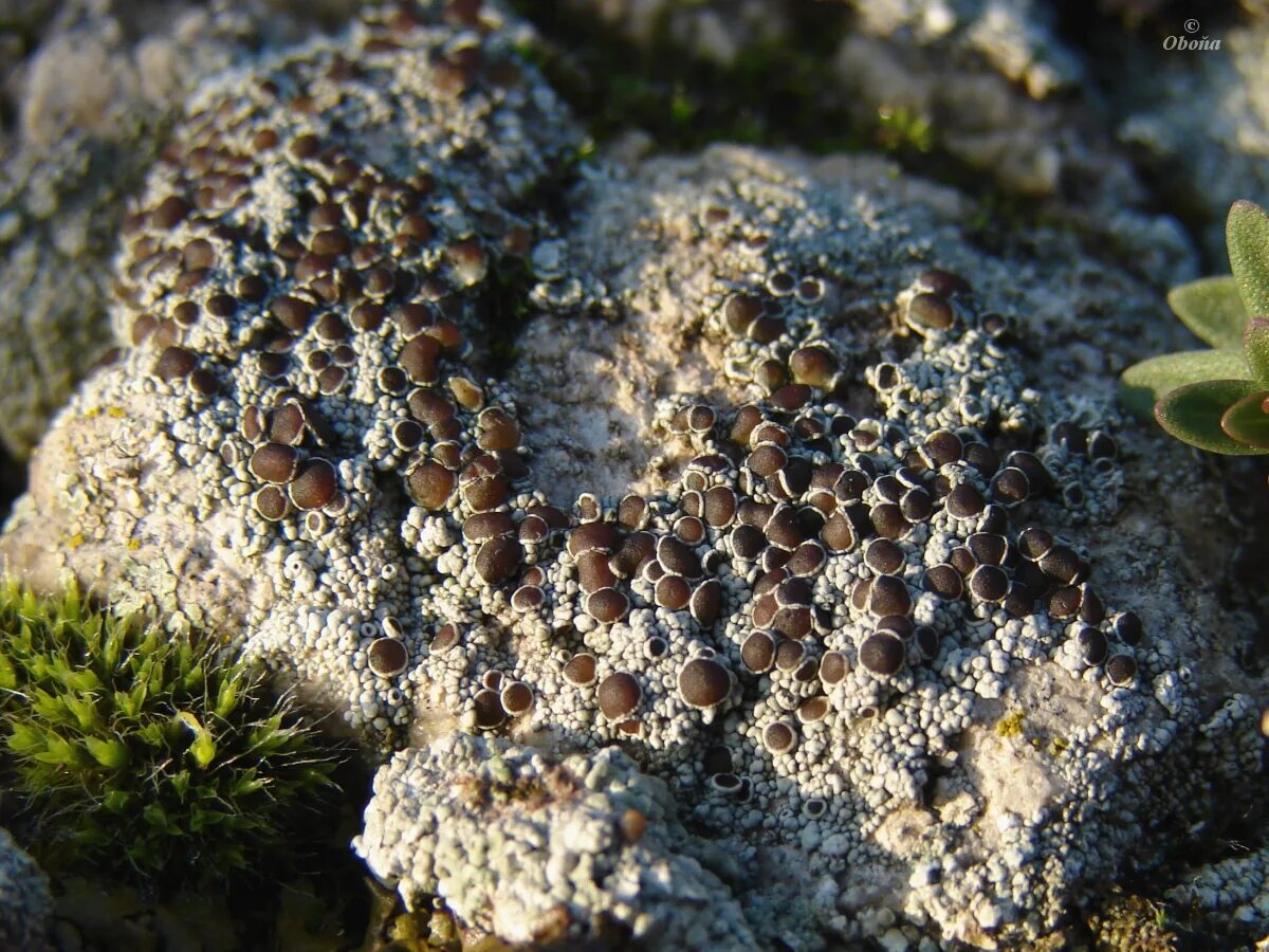 Съедобные лишайники. Умбиликария съедобная лишайник. Накипные лишайники леканора. Лобария пульмонария. Умбиликария съедобная лишайник.
