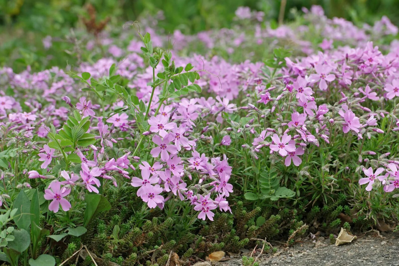 Флокс шиловидный весной. Флокс шиловидный куст. Флокс шиловидный Appleblossom. Флокс шиловидный Линденталь. Флокс шиловидный кимоно.