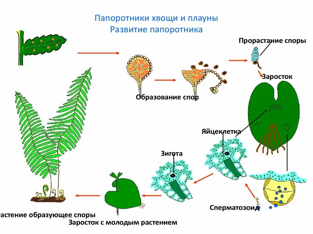 Хвощи размножаются. Жизненный цикл хвощей и плаунов схема. Жизненный цикл папоротника схема. Жизненный цикл хвоща и плауна схема. Размножение папоротника спорами.