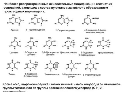 Входит в состав азотистых оснований и аминокислот