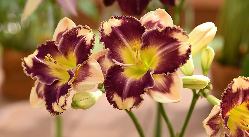 Answering angels. Лилейник celebration of angels. Answering angels. Лилейник ансверинг энджел. Ансверинг ангелс лилейник.