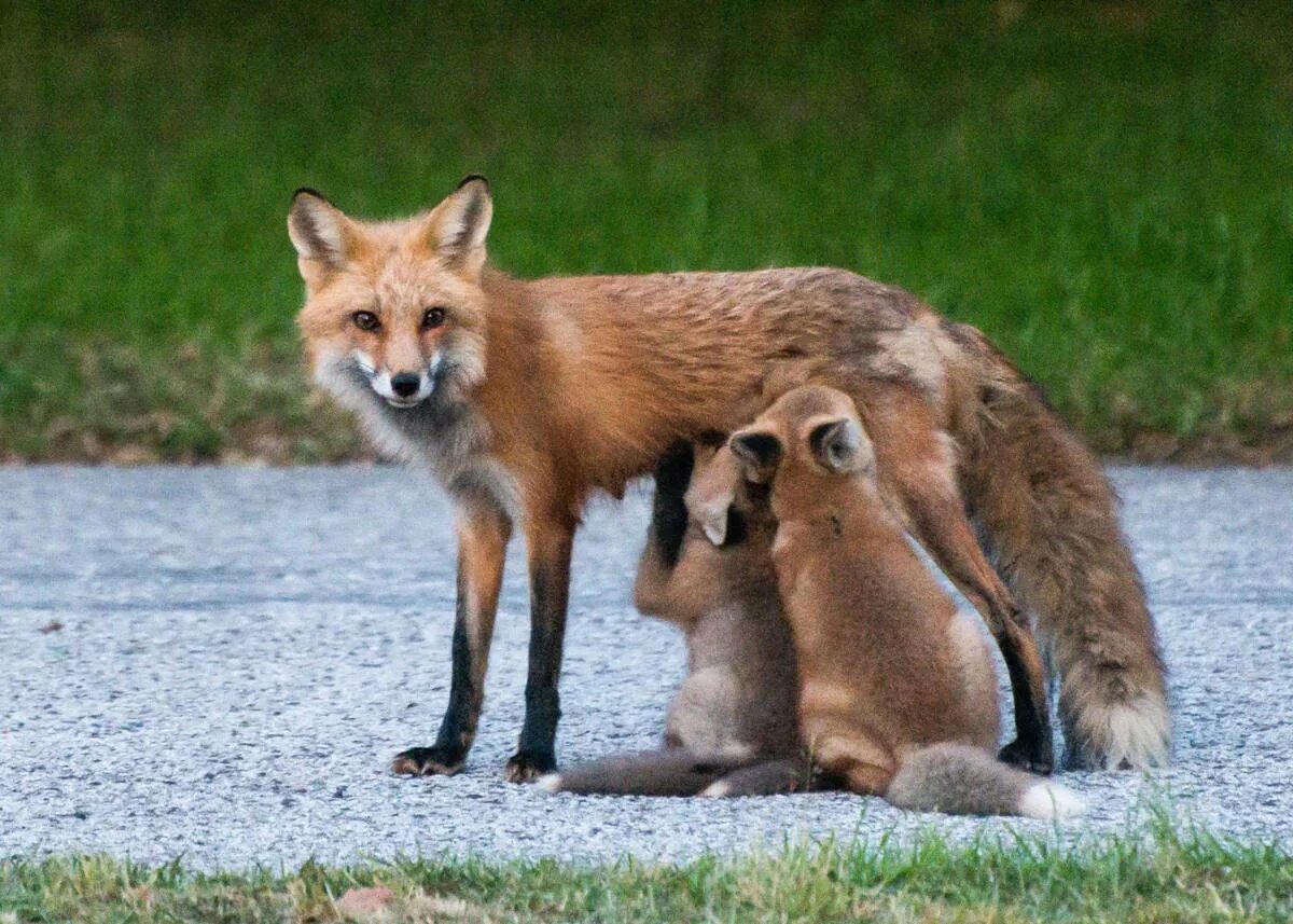 Read foxes. Лисы вместе. Лисы и зайцы. Лиса и заяц. Фото лисы и зайца.