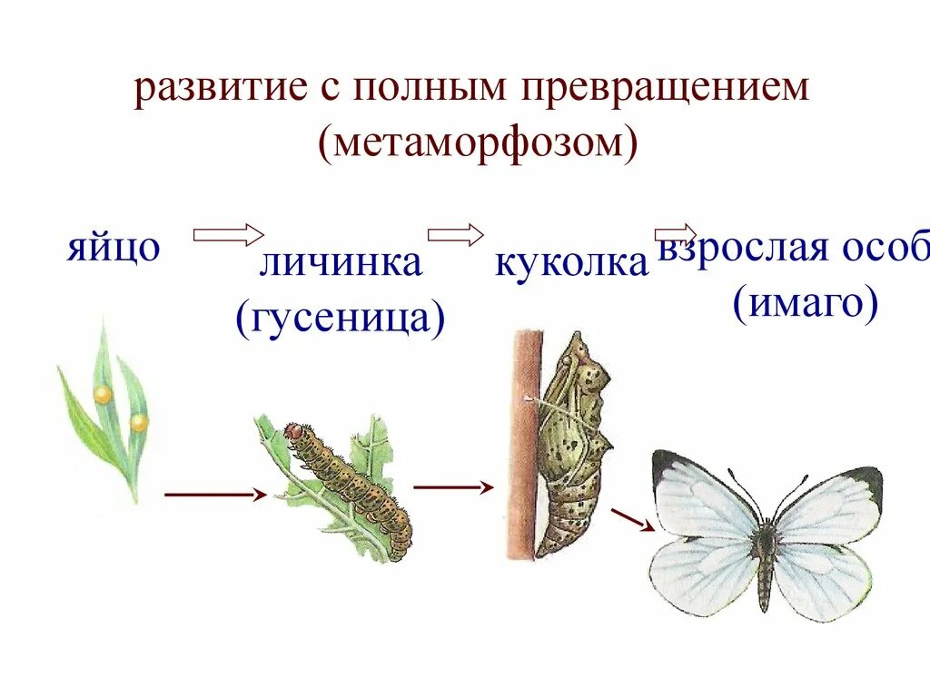 Рост и развитие животных 6. Схема развития животных. Схема онтогенеза бабочки. Условия роста и развития животных. Онтогенез бабочки.