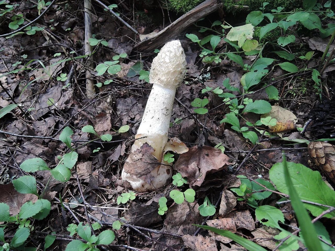 гриб веселка хадриана. веселка обыкновенная – phallus impudicus l. настойка гриба веселка. весёлка обыкновенная гриб характеристики. гриб веселка съедобный.