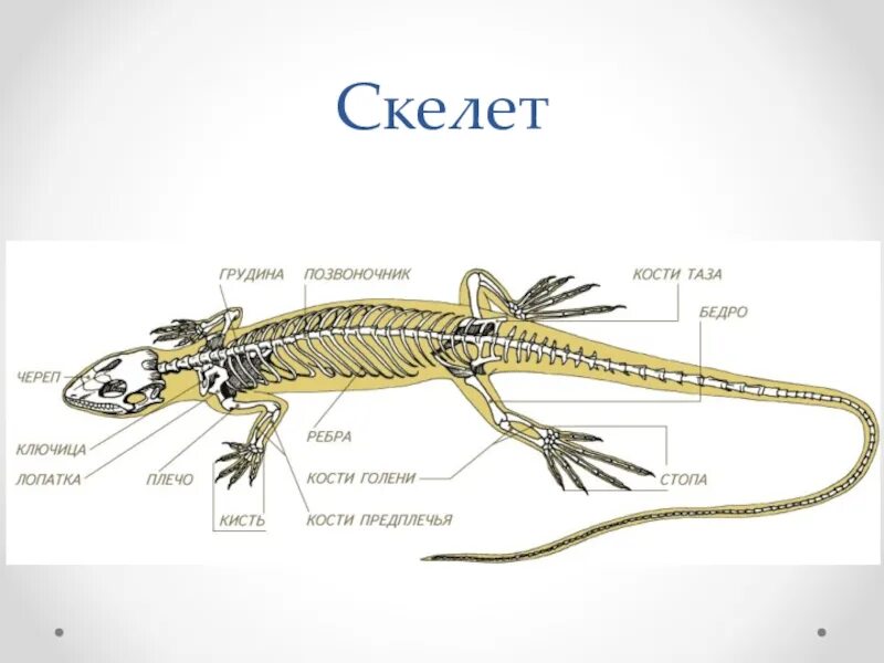 Чем различается скелет земноводных и пресмыкающихся. Строение скелета тритона. внутреннее строение ящерицы скелет. строение скелета прыткой ящерицы. скелет пресмыкающихся грудная клетка.