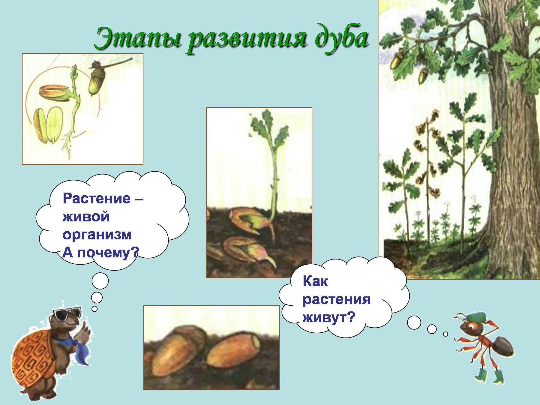 Почему растения живые организмы. Как живут растения. Этапы развития дуба. Как живут растения презентация. Как живут растения 1 класс.