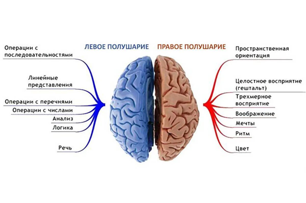 Какое полушарие головного мозга