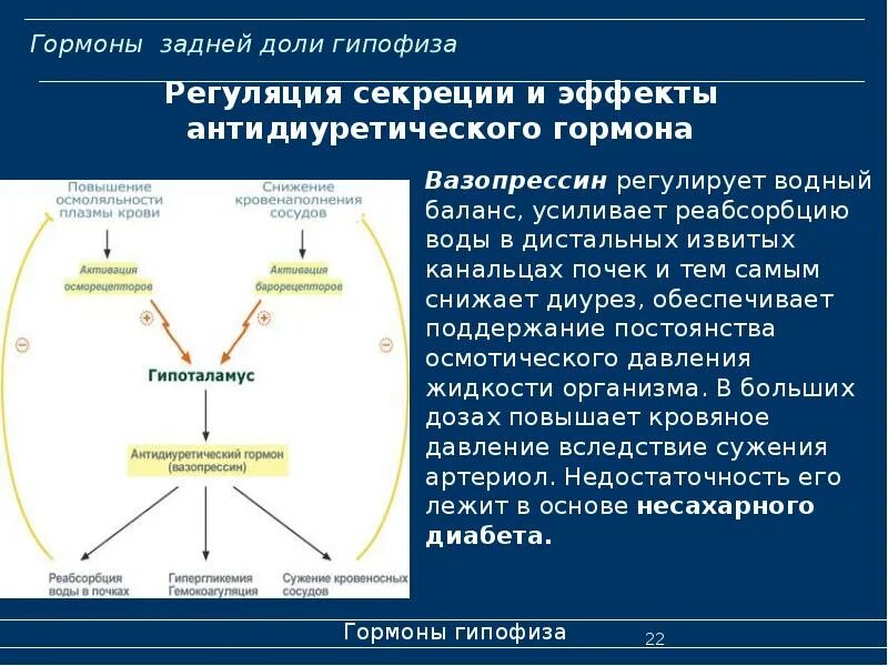 Антидиуретический гормон рецепторы. Антидиуретический гормон функции. Роль антидиуретического гормона. Антидиуретический гормон вазопрессин.