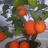 Сколько выращивать мандарин