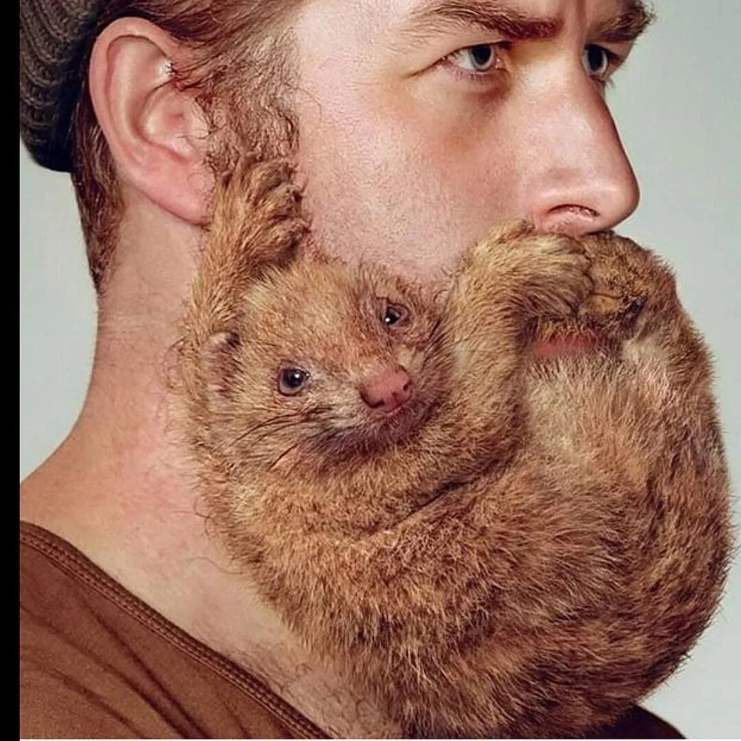Красивые парни с котиками. Кот с бородой. Кошка с бородой. Кот с бакенбардами. Бородатый кот.