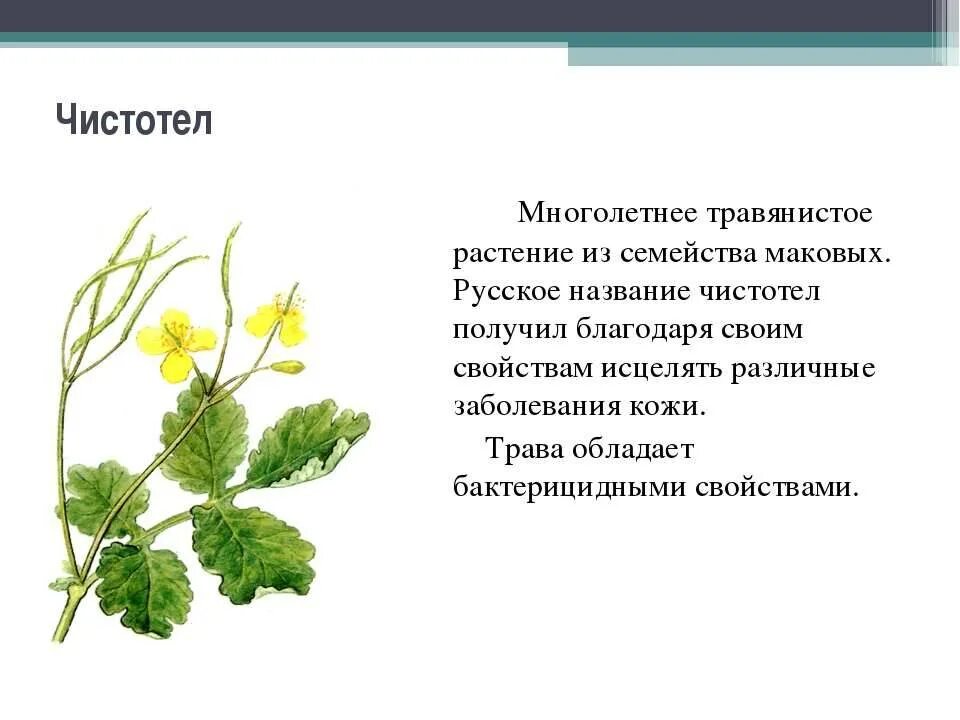 Целебная трава 6. Трава чистотел лечебные. Чистотел растение лекарства. Чистотел лечебный описание.