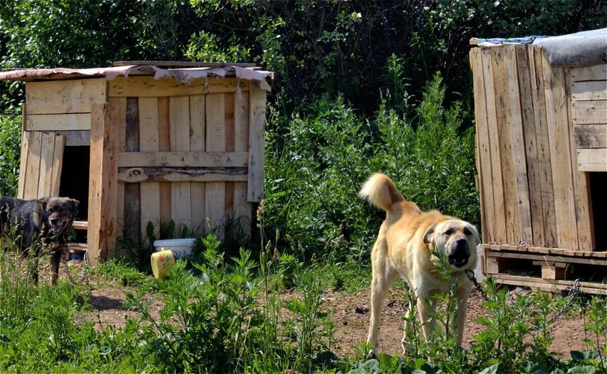 Dog village. Деревенские собаки. Будка в деревне. Деревенский пес. Собака в будке в деревне.