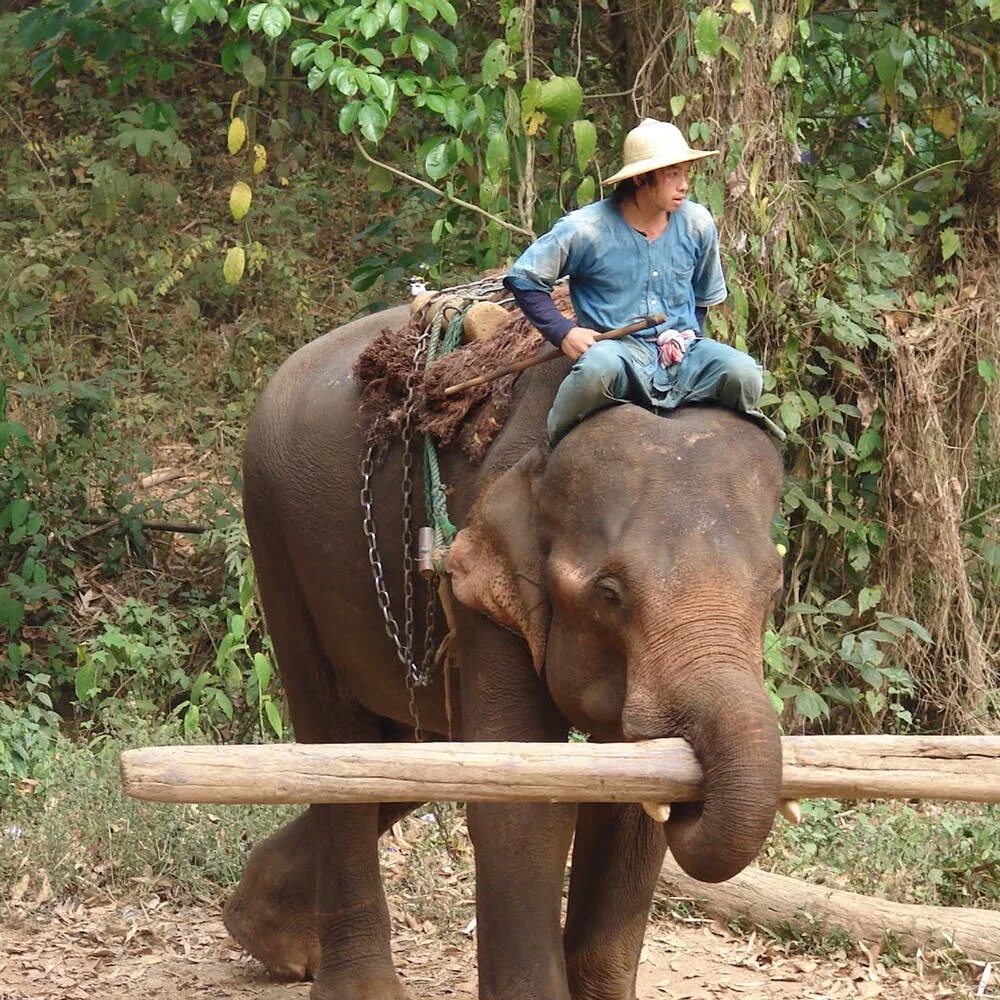 Слон несет бревна. Слоны помогают строить. Слон помогает людям. Слоны и люди. Слон помогает людям.