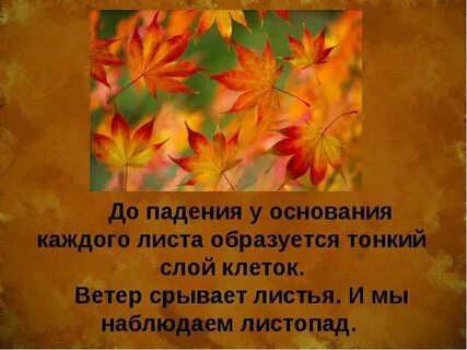 Окраска осенних листьев зависит от