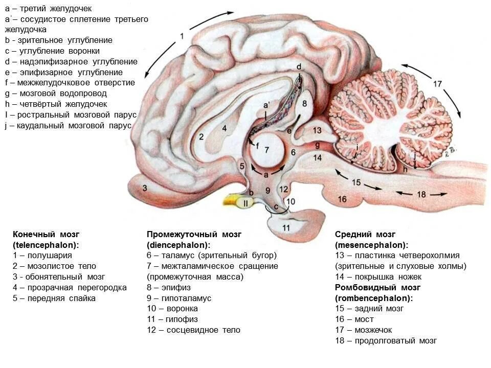 Сагиттальный разрез головного мозга коровы. Строение головного мозга коровы. Головной мозг анатомия животных отделы. Промежуточный мозг собаки строение. Длинные отростки головного мозга