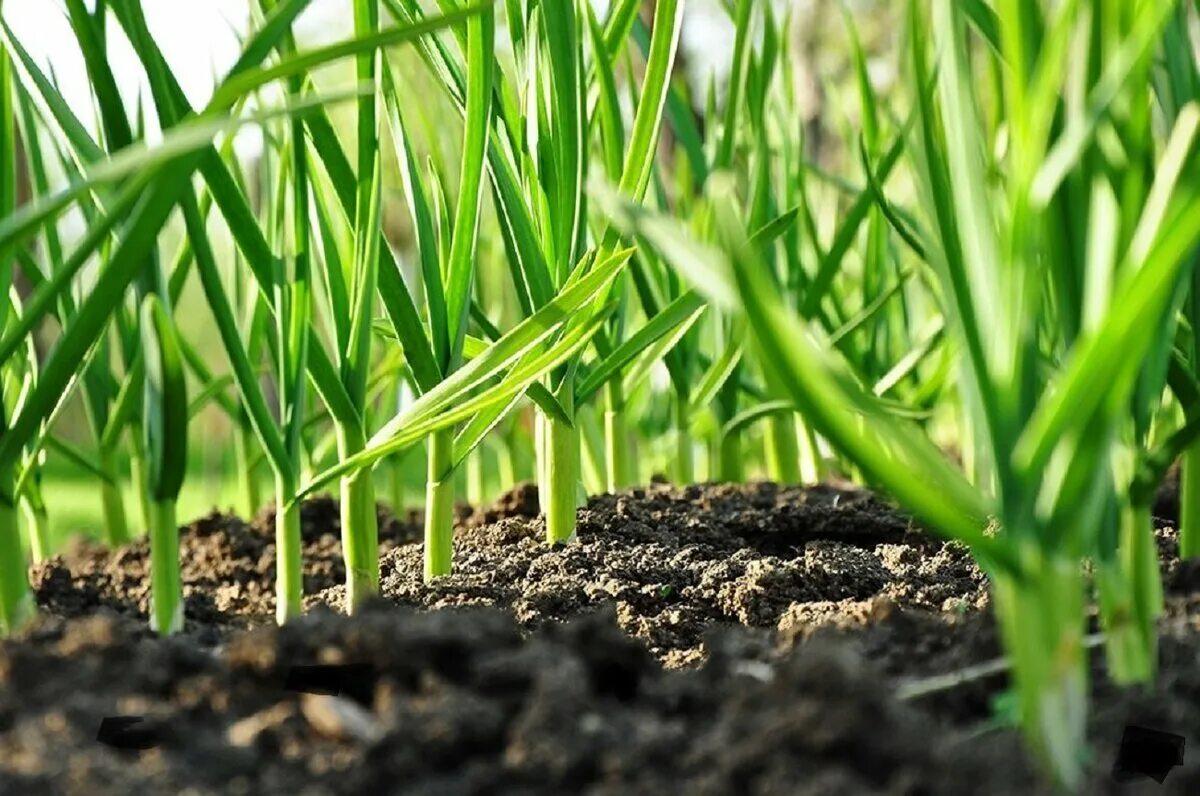 Чеснок на грядке. Сельхоз удобрения. Почва. Здоровая почва. Повышение урожайности почвы.