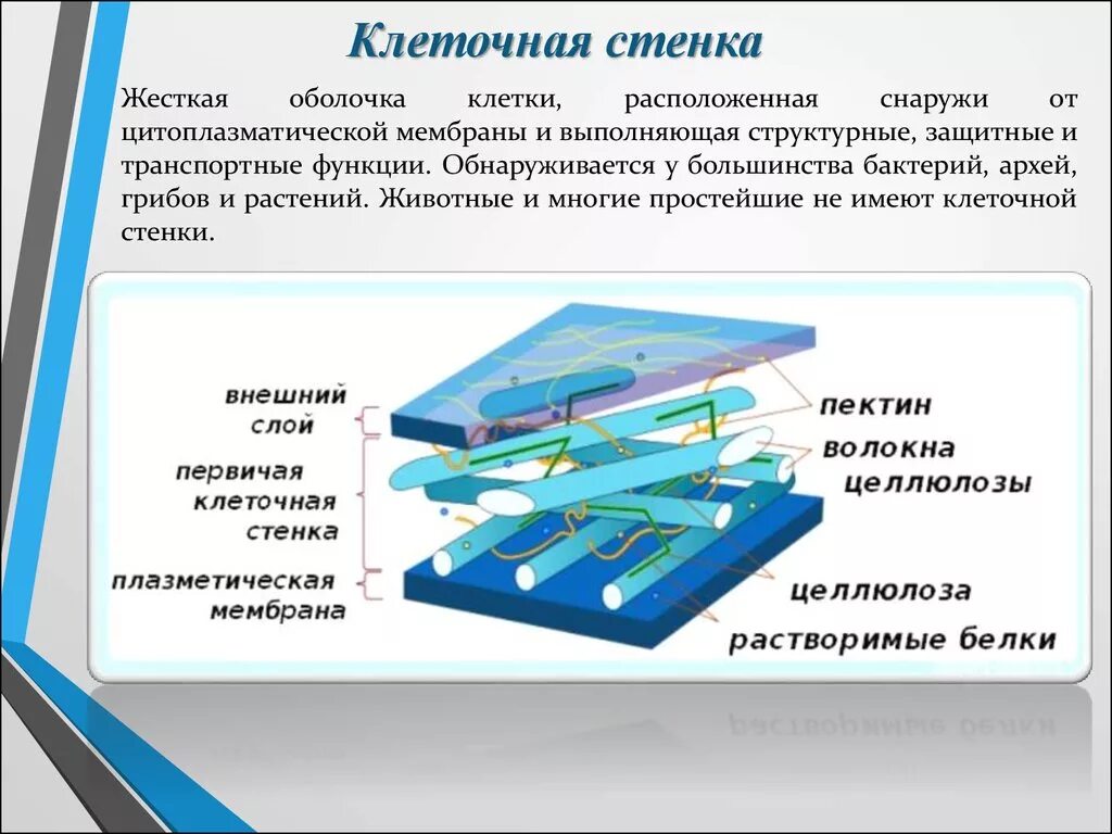 Стенка растительной клетки состоит из. Клеточная стенка мембрана оболочка. Состав растительной клеточной стенки. Строение целлюлозной клеточной стенки. Состав клеточной стенки растительной клетки.