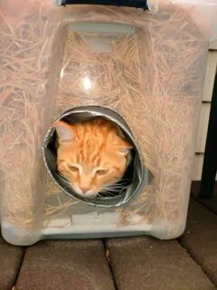 Как выманить кота