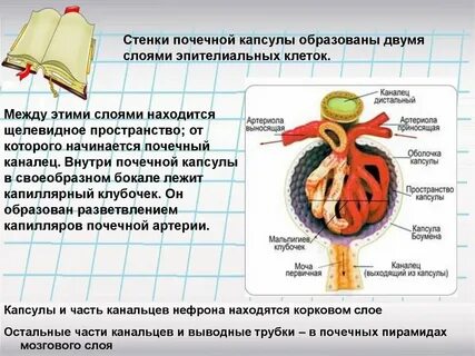 Стенка почки