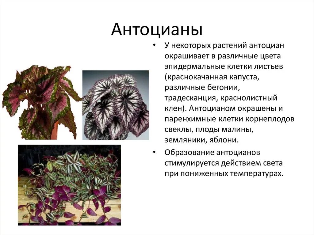 Накопление водорастворимых пигментов антоцианов присоединение молекулы. Пигмент антоциан. Каротиноиды и антоцианы. Антоцианы пигменты растений. Хлорофилл каротиноиды и антоцианы.