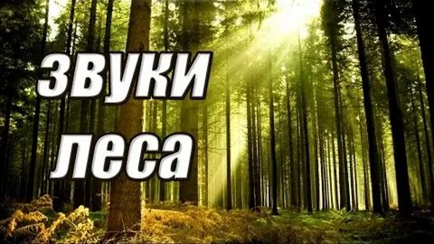 Звуки леса презентация