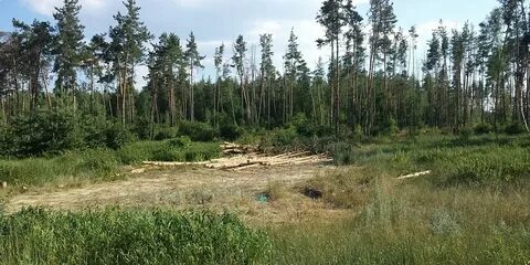 Равновесие лесная ул 26 село ямное отзывы
