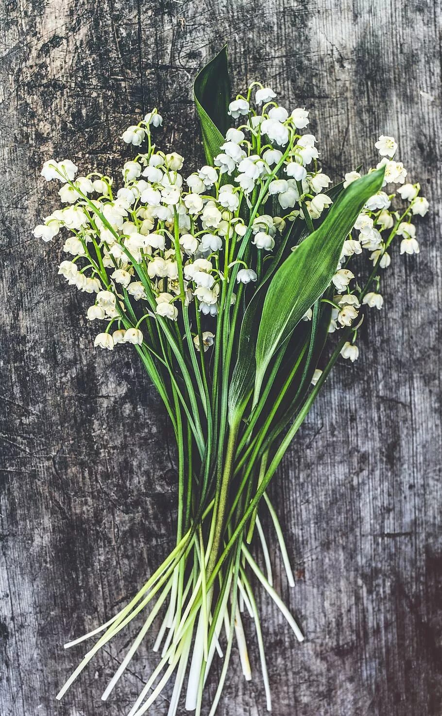 Солнце теплое душистого ландыша. Фрея Ландыши. Ландыш полевой. Lily of the Valley Марсель. Голландский Ландыш.