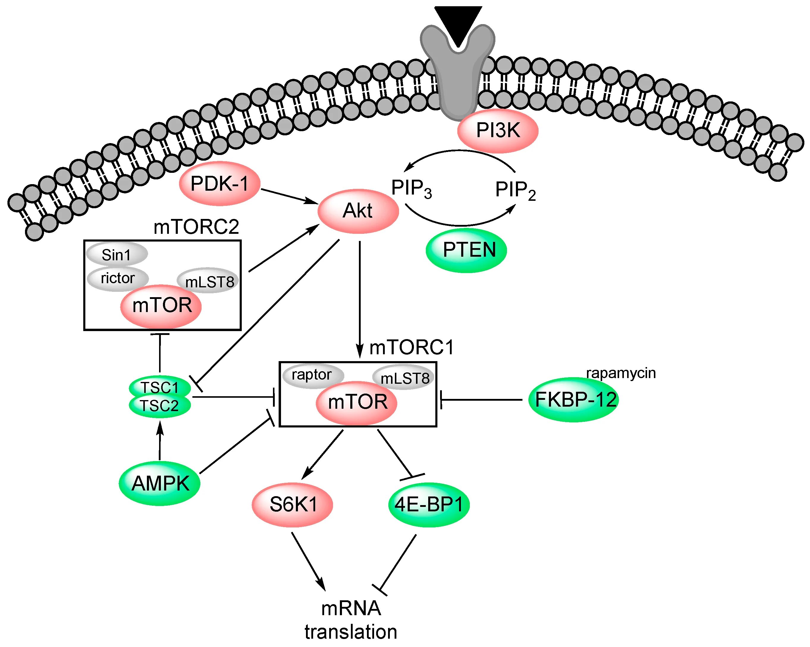 Akt pi3k Pathway. MTOR сигнальный путь. Akt/MTOR сигнальный путь. Ингибиторы pi3k. 3.3 k