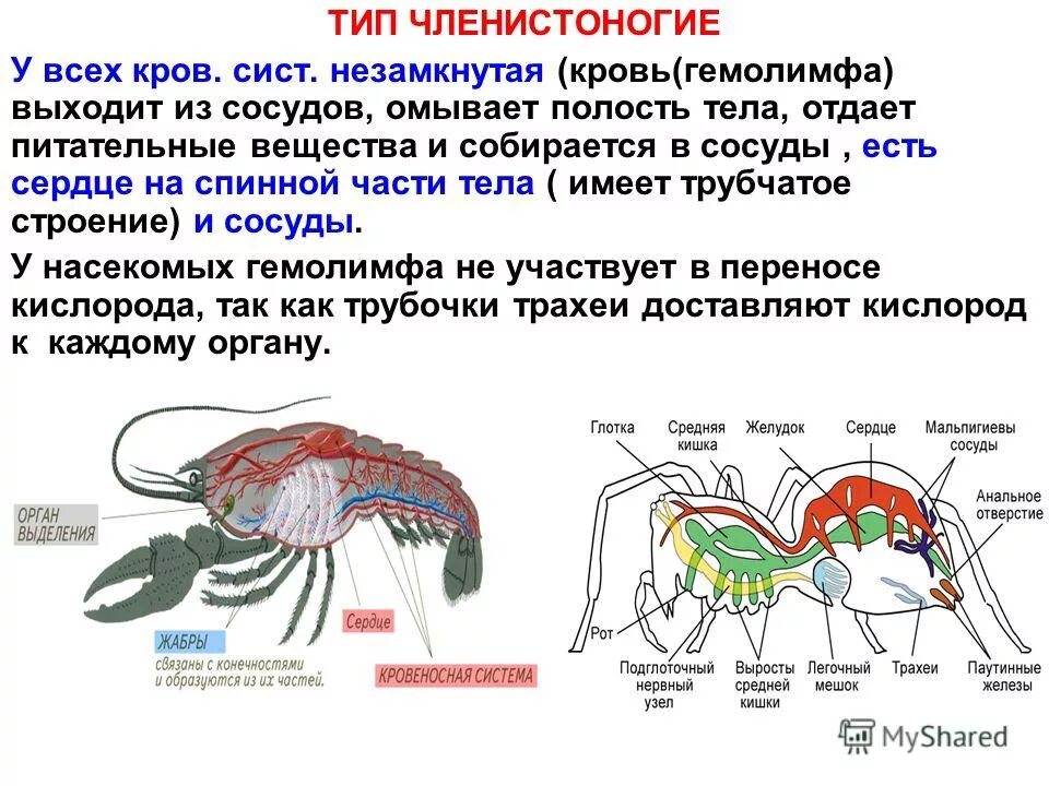 незамкнутая кровеносная система у членистоногих. кровеносная система членистоногих схема. кровеносная система раека. сердце членистоногих. кровеносная система членистоногих таблица.