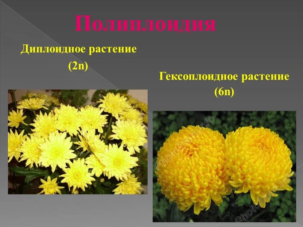 Полиплоидия является результатом. Полиплоидия хризантемы. Диплоидная Хризантема. Хризантема диплоидные сорта. Полиплоидия у растений.