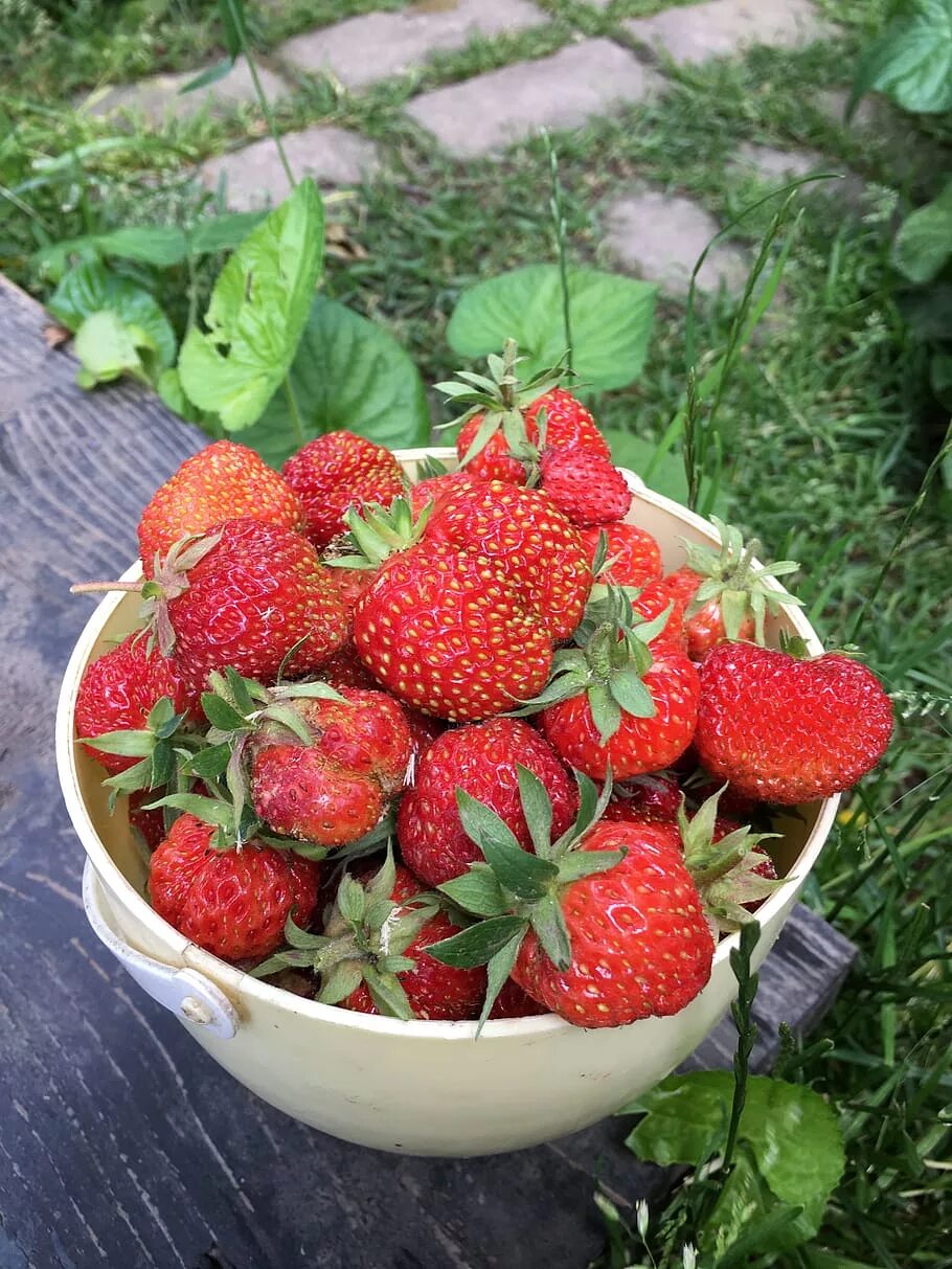 Клубника Extra Berry. Домашняя клубника. Клубника Берри что это.