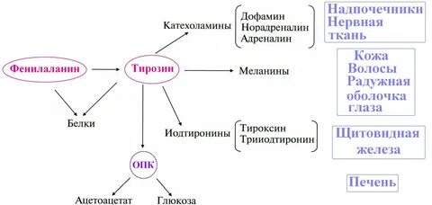 Особенности обмена и роль тирозина