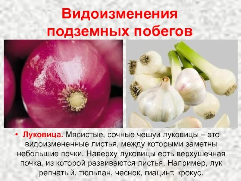 Какого значение сухих чешуек луковицы