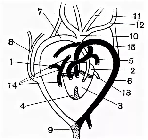 Камеры сердца ящерицы. Строение сердца ящерицы. Строение сердца ящерицы прыткой. Сердце с основными сосудами ящерицы. Схема сердца ящерицы.