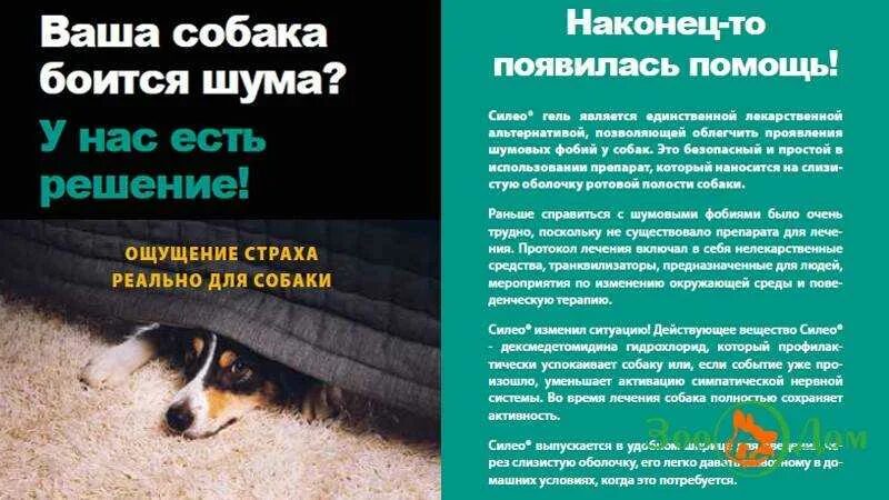 Собака боится гулять. Собака боится улицы что делать. Собака не боится. Дом для собаки. Как научить щенка не бояться людей.