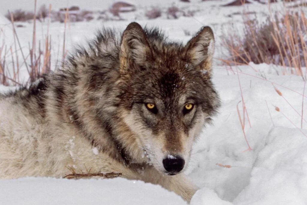 Волк альфа самец. Волк альфа самец. Волк. Серый волк самка. Wolf alfa.