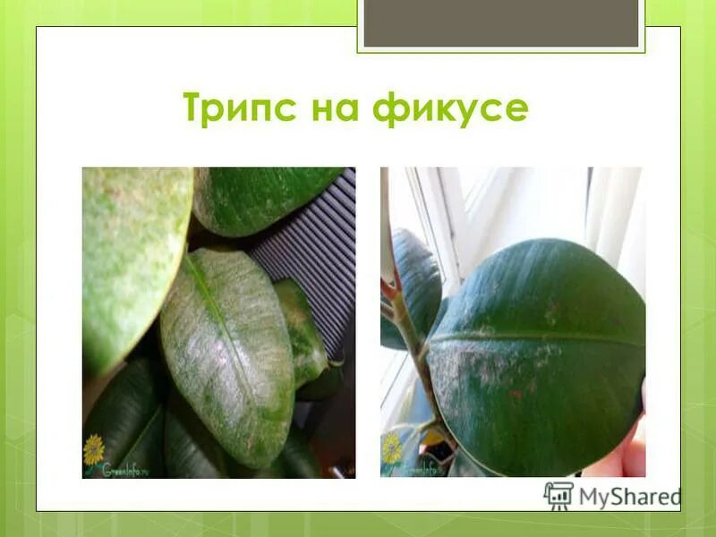 Фикус лирата вредители. Фикус болезни листья трипс. Трипсы на фикусе. Хлороз у фикуса бенджамина. Трипсы на фикусе каучуконосном.