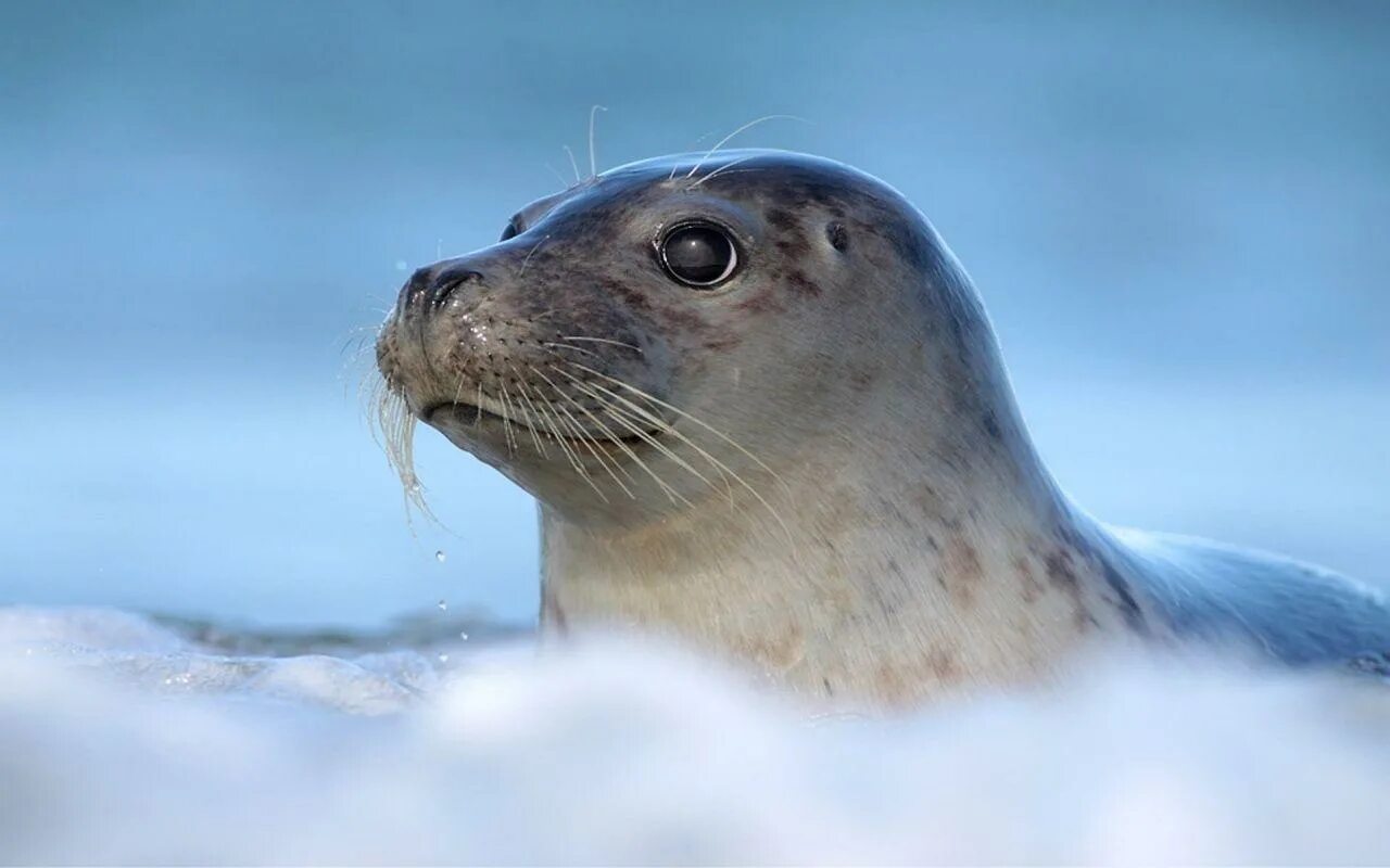 Seal&#039;s