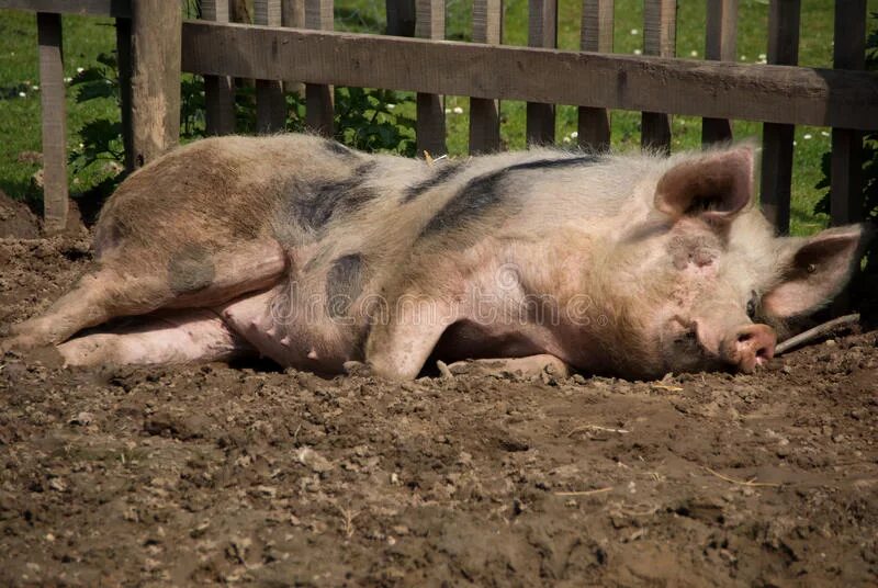 Поросенок спит. Сарай для свиней. Сон грязные свиньи. Сон грязные свиньи. Сон грязные свиньи.