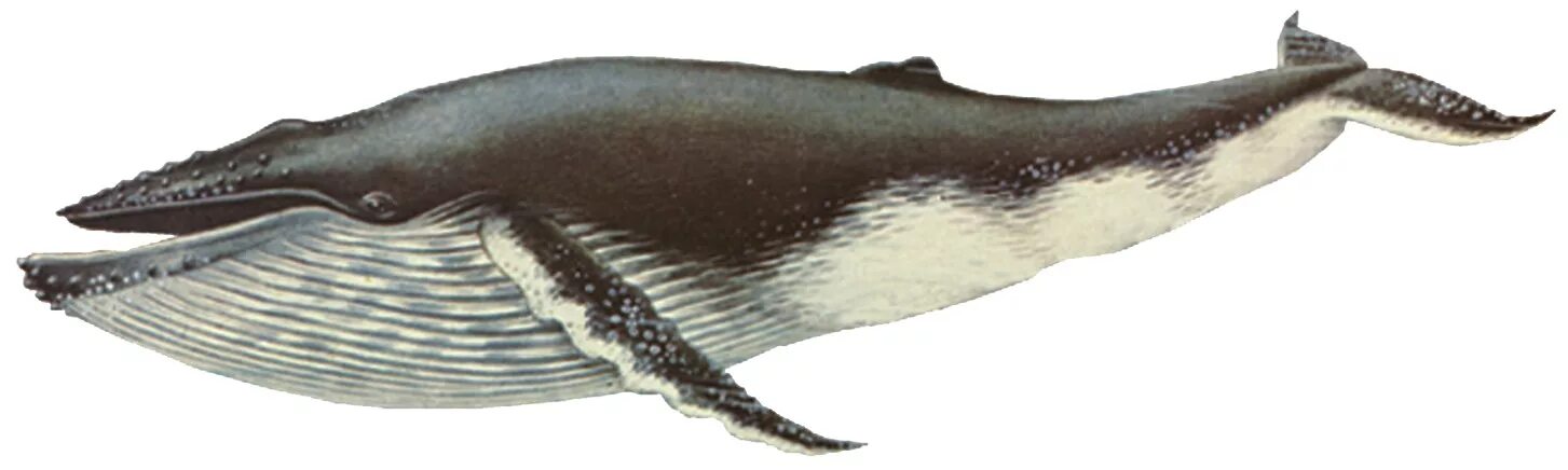Моа кит. Горбатый кит - humpback whale (энциклопедия животных). кит на белом фоне. горбатый кит на белом фоне. кит на прозрачном фоне.