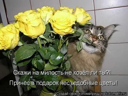 Похожа тут