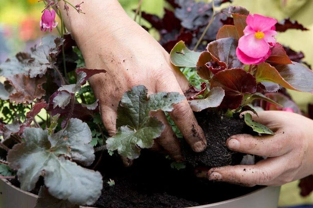 Бегония комнатная клубневая. Черенок бегонии элатиор. Бегония клубневая вечноцветущая. Выращивание бегонии. Выращивание бегонии.