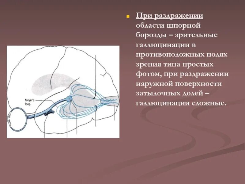 Анализ зрительных раздражений происходит в