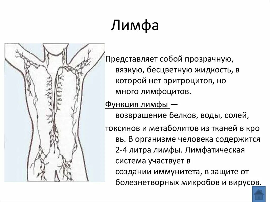 Лимфа включает. Лимфа. Что представляет собой лимфа. Лимфатическая жидкость. Лимфа как выглядит.