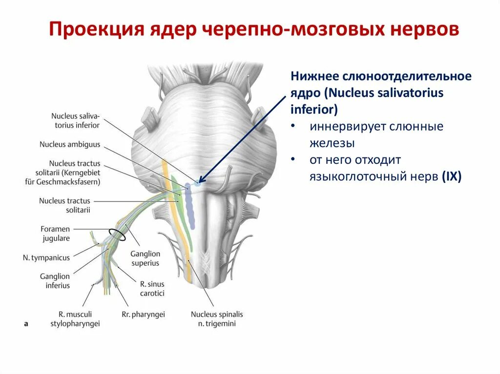 Ядра нервов в головном мозге. Проекция черепно мозговых нервов. Ядра черепно мозговых нервов. Ядра черепных нервов головного мозга. Ядра ЧМН нервов.