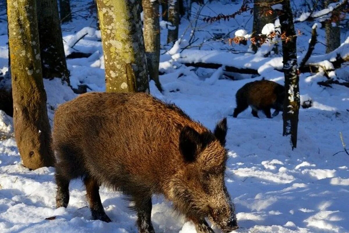 Опасен ли лось и кабан. Кабан Хабаровского края. Кабаны в Самарской области. Кабаны в Пензенской области. Животные Сибири.