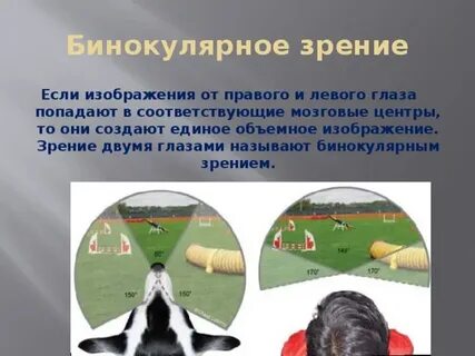 Бинарное зрение